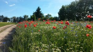 Uckermark Ferienhaus eine Sommerwiese in der Nähe