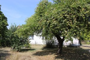 Das Ferienhaus-Uckermark bald sind die Birnen reif. Urlaub und ernten im Boitzenburger Land schon ab 29,- Euro pro Tag