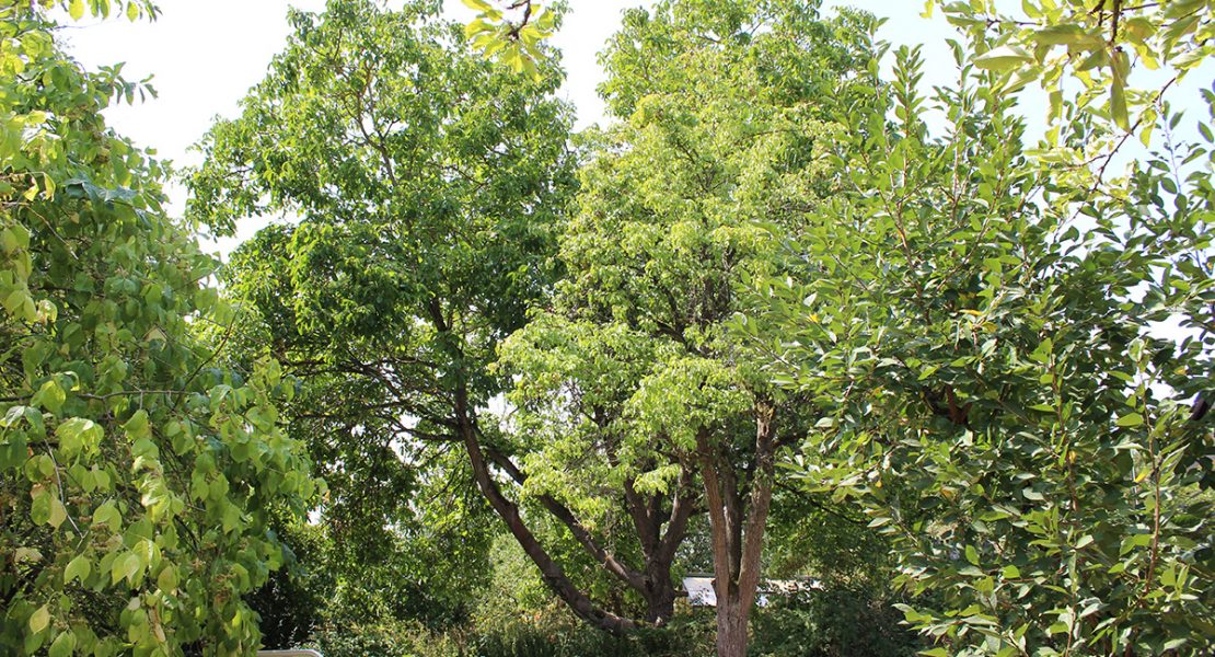 Das Ferienhaus-Uckermark Ruhe und Erholung im Garten, Urlaub im Boitzenburger Land schon ab 29,- Euro pro Tag